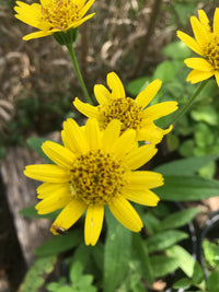 Gelb Meadow Arnica Blumensamen zur Aussaat – für leuchtend Blüten