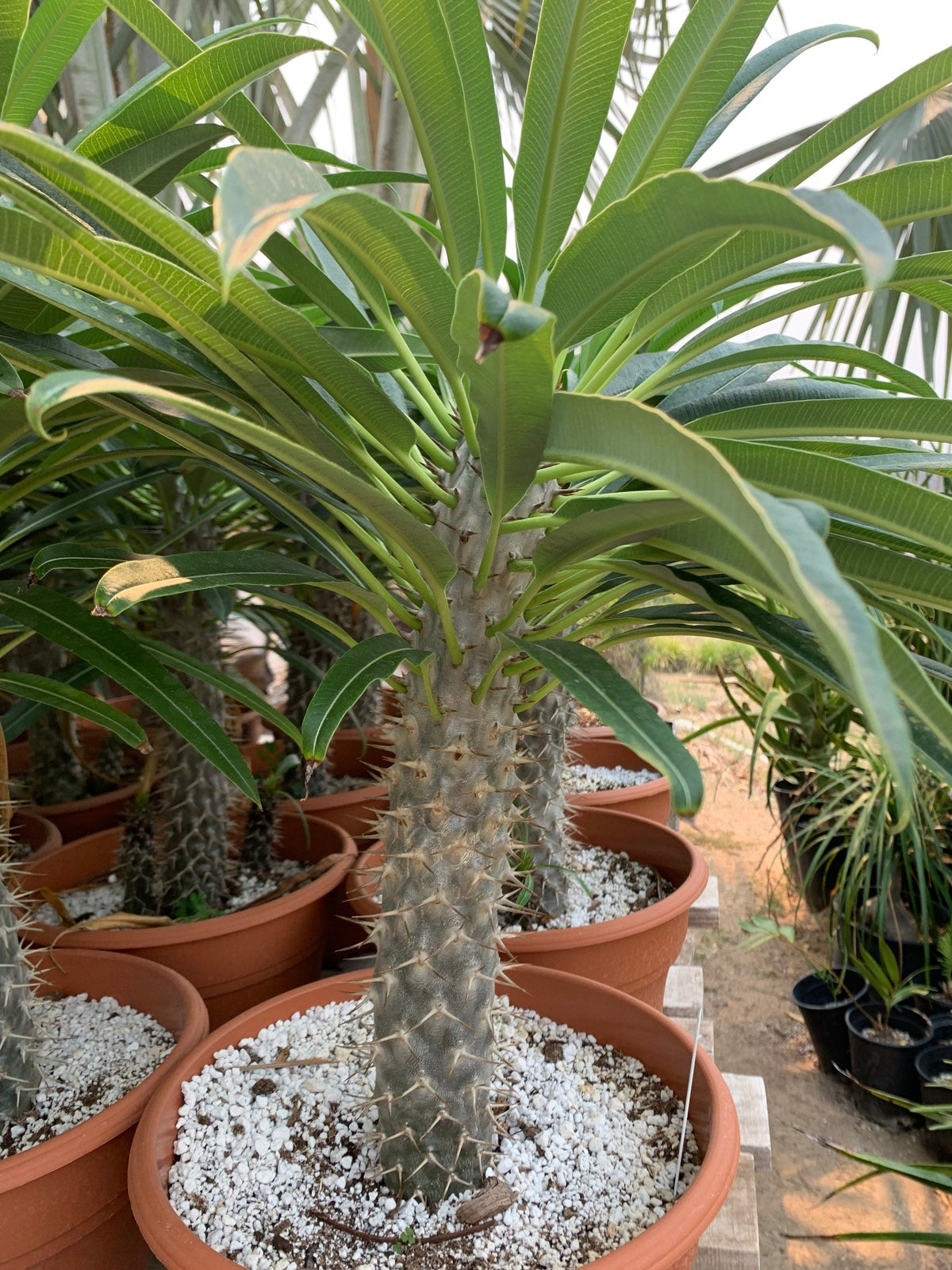 Weiß pachypodium lamerei blume samen for anpflanzung - garten favorite, heirloom & gmo free samen for home garten
 
 sale for anpflanzung in home garten.