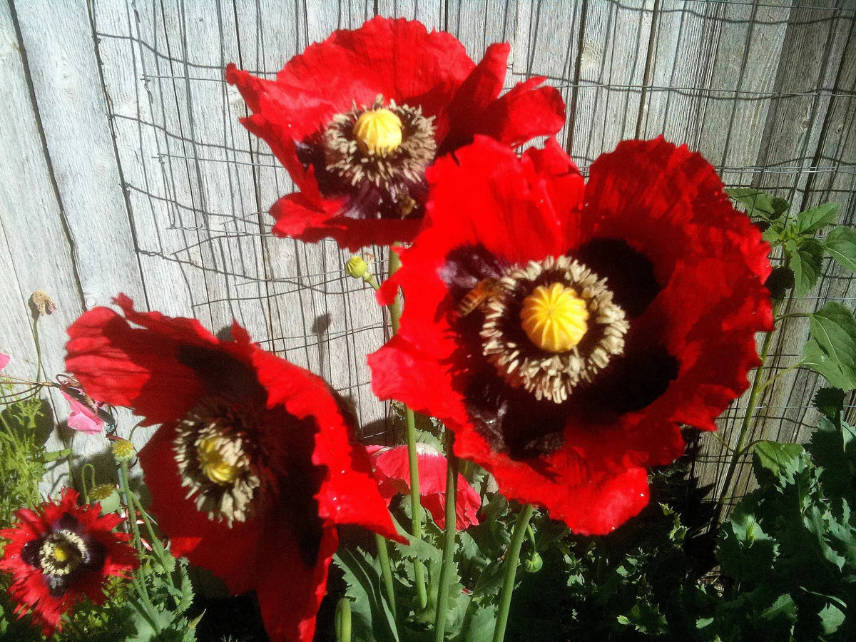 Pepperbox Blumensamen zur Aussaat Wildblume Mischung Traditionssorte & ohne Gentechnik Samen Hausgarten