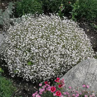 Gypsophila Weiß Blumensamen zur Aussaat – ideal Bouquets