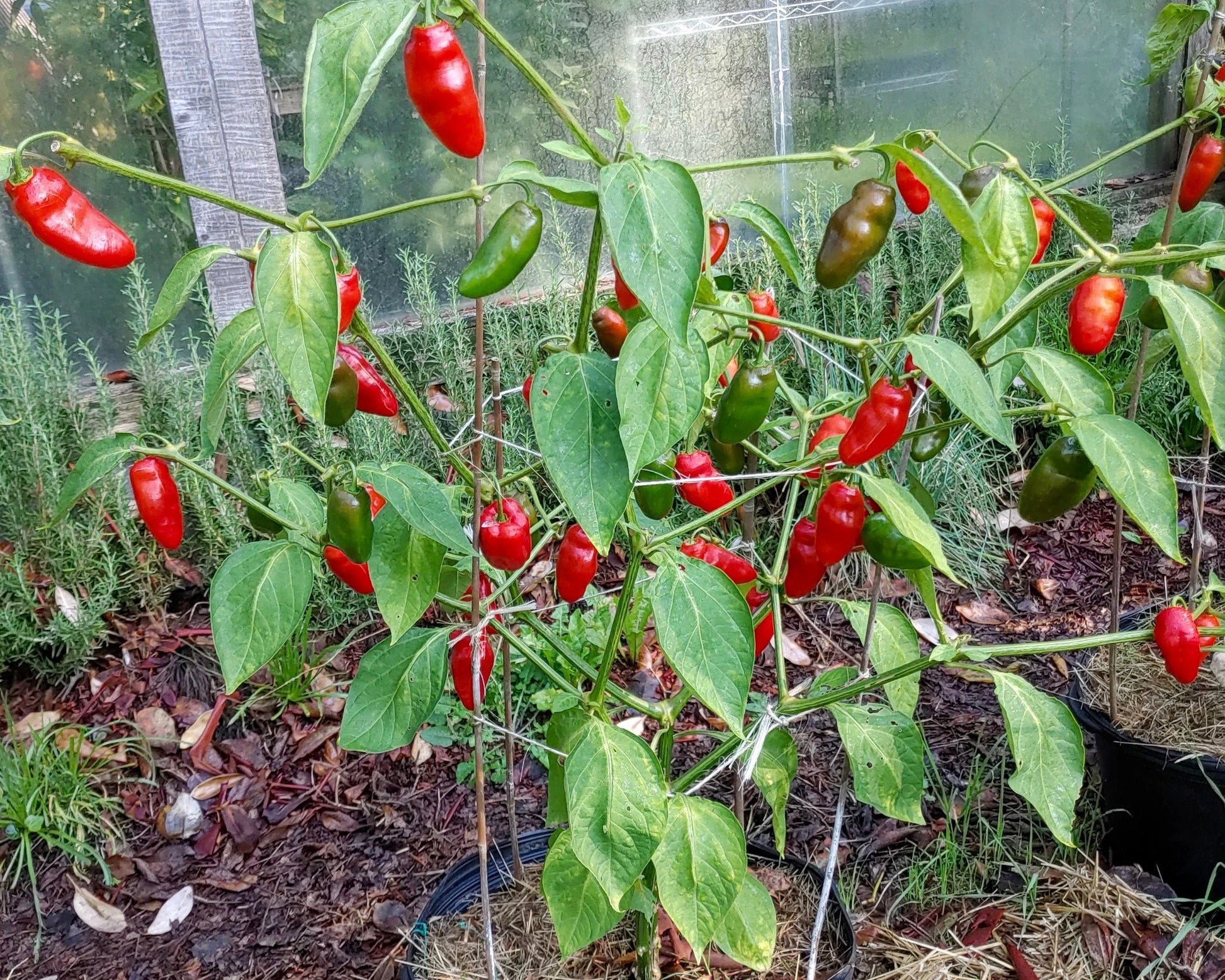 Rocoto Gemüse Samen zum Pflanzen - Grow Your Own Spicy Peppers