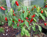 Rocoto Gemüse Samen zum Pflanzen - Grow Your Own Spicy Peppers