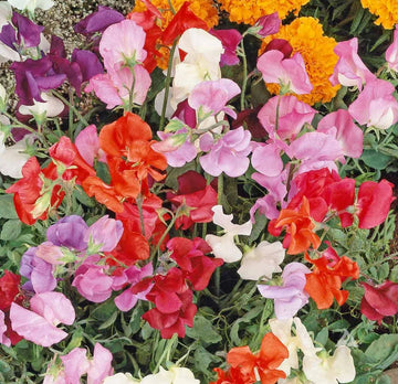 Sweet (sweet pea) samen for anpflanzung in home garten