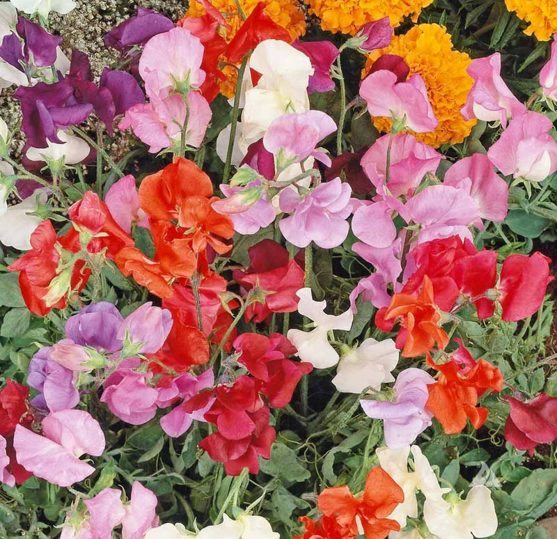 Sweet (sweet pea) samen for anpflanzung in home garten