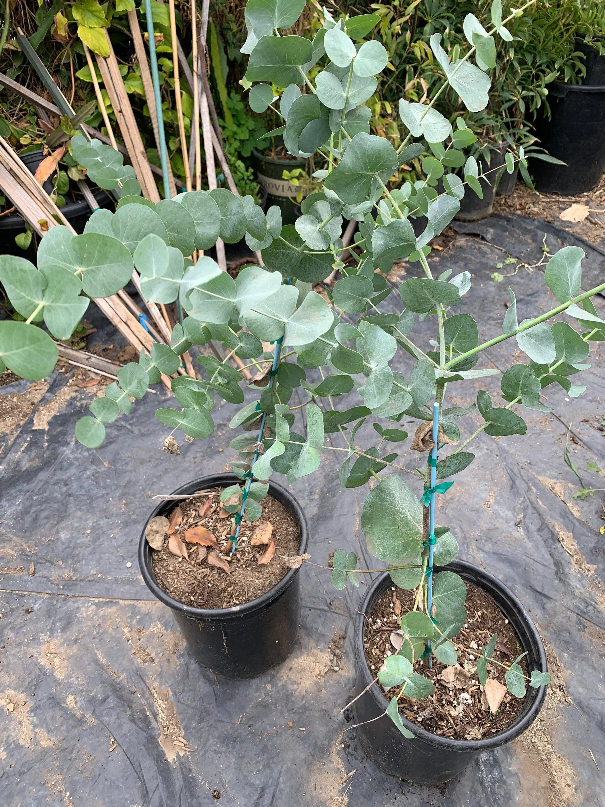 Eucalyptus Cinerea – Silver Dollar Blumensamen zur Aussaat – Drought verträglich – Traditionssorte & ohne Gentechnik Samen Hausgarten