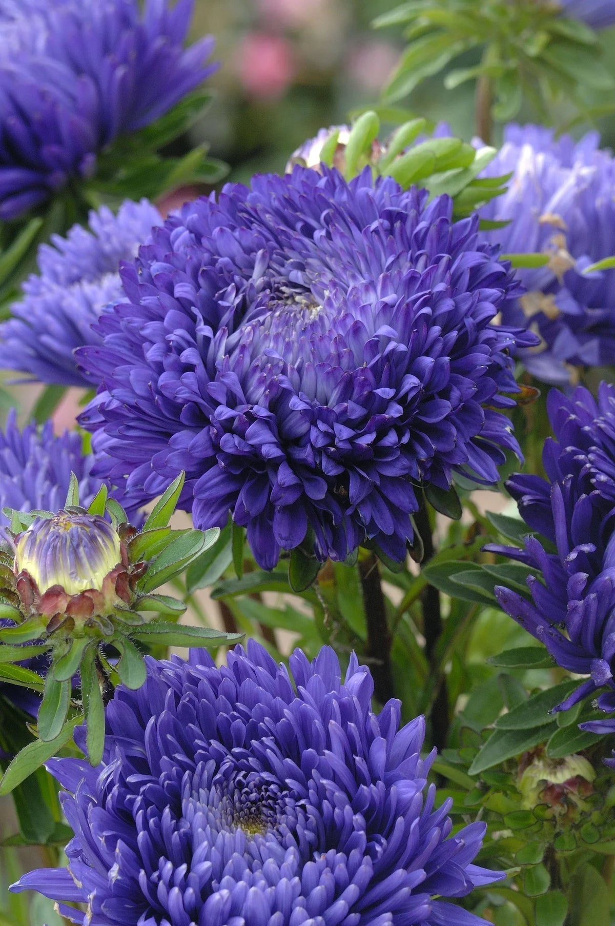 Aster (aster blume) samen for anpflanzung in home garten