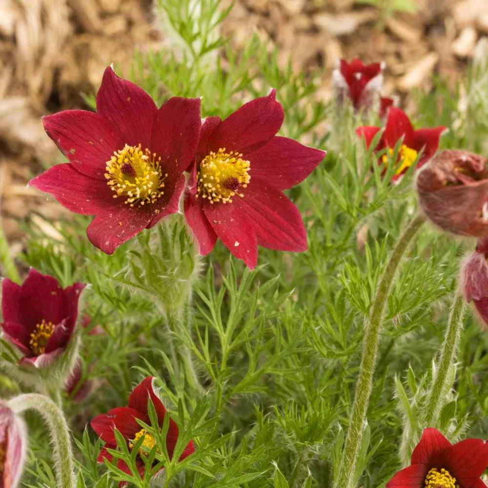 Mixed anemone pulsatilla samen for anpflanzung blume
