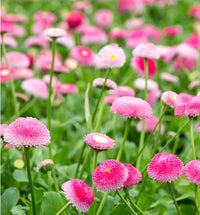 Rosa Bellis Perennis Blumensamen zur Aussaat