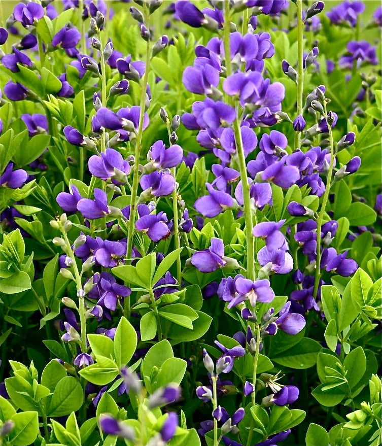 Blau False Indigo Blumensamen zur Aussaat – Anzucht – Traditionssorte & ohne Gentechnik Samen Hausgarten