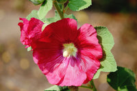Rot Stockrose Alcea Blumensamen zur Aussaat – Drought verträglich – Traditionssorte & ohne Gentechnik Samen Hausgarten