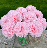 Rosa Nelke Blumensamen zur Aussaat – Samen Kollektion