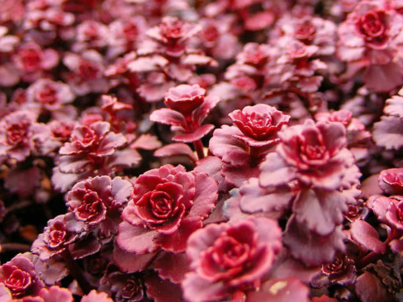 Sedum Dragons Blood Groundcover Blumensamen zur Aussaat – kompakt Wuchs – Traditionssorte & ohne Gentechnik Samen Hausgarten