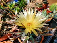 Gelb Leuchtenbergia Pflanze Samen zur Aussaat