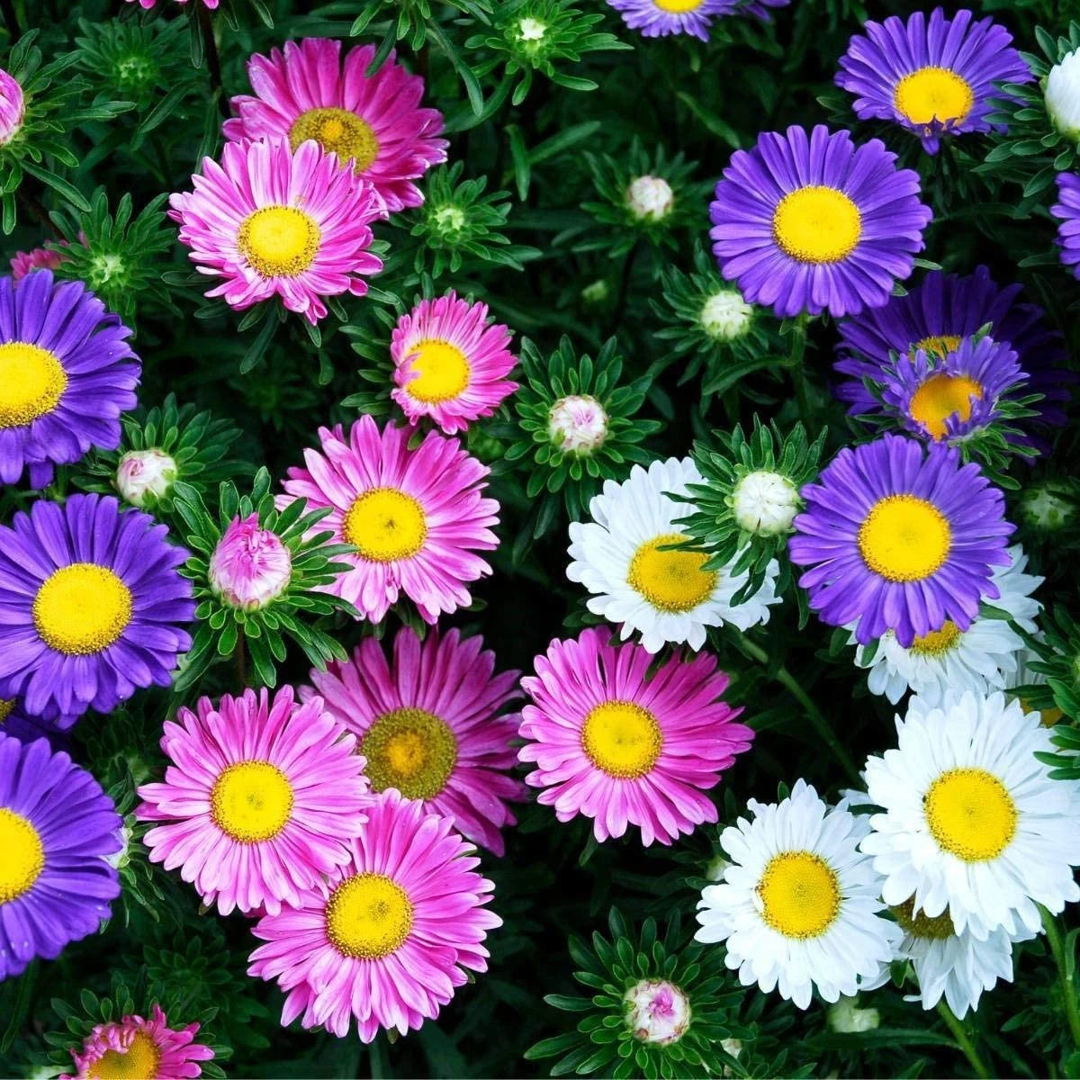 Gemischt Asters Blumensamen zur Aussaat – duftend Blüten – Traditionssorte & ohne Gentechnik Samen Hausgarten