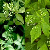 Weiß Cryptolepis Blumensamen zur Aussaat – robust Sorte – Traditionssorte & ohne Gentechnik Samen Hausgarten