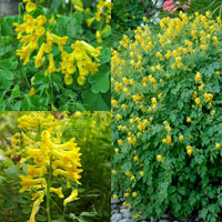 Gelb Corydalis Manchu Blumensamen zur Aussaat – saisonal Dauerblüher – Traditionssorte & ohne Gentechnik Samen Hausgarten