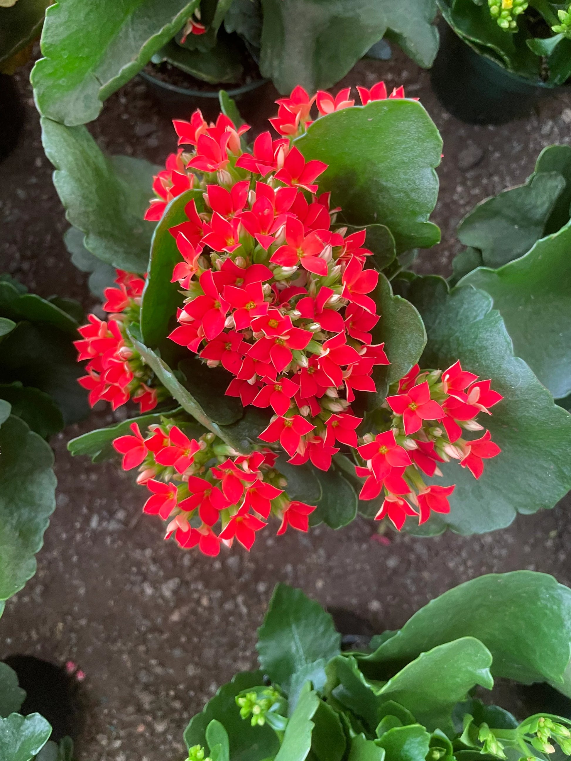 Flammendes Käthchen Blumensamen zur Aussaat ideal Rabatten Traditionssorte & ohne Gentechnik Samen Hausgarten