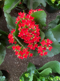 Flammendes Käthchen Blumensamen zur Aussaat ideal Rabatten Traditionssorte & ohne Gentechnik Samen Hausgarten
