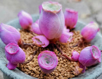 Lila Grün Greenovia Blumensamen zur Aussaat duftend Blüten Traditionssorte & ohne Gentechnik Samen Hausgarten