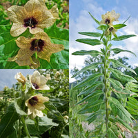 Creme Henbane Samen zur Aussaat