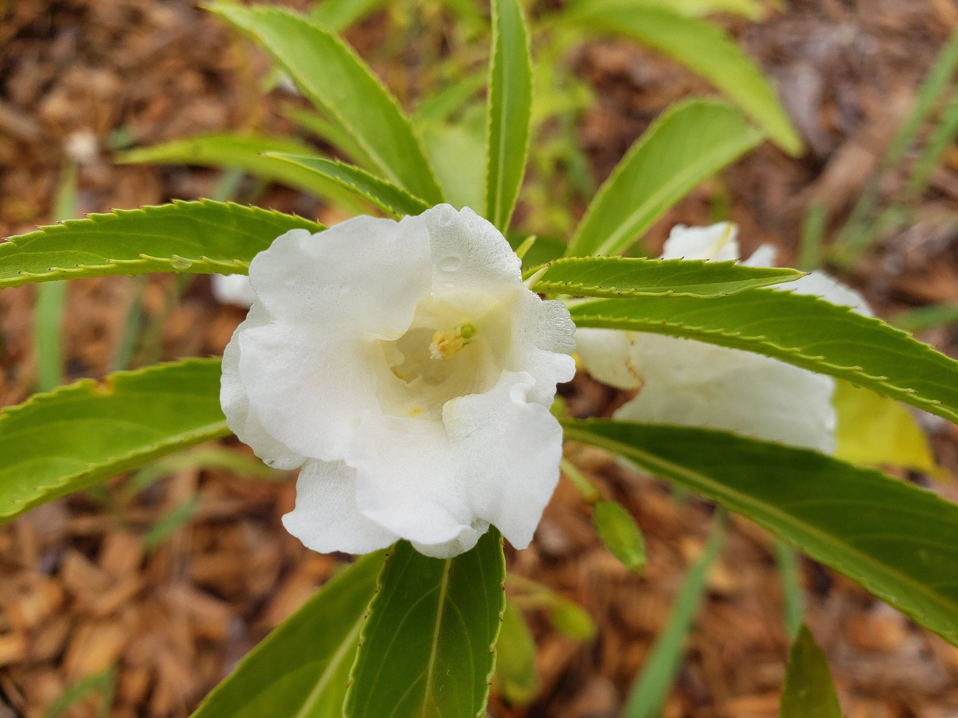 Weiß Balsamina Blumensamen – Leitfaden einfache Aussaat und Growing