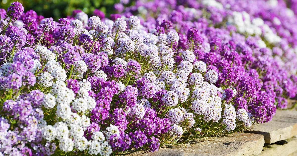 Alyssum Royal Carpet Blumensamen zur Aussaat saisonal Dauerblüher Traditionssorte & ohne Gentechnik Samen Hausgarten