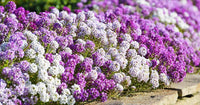 Alyssum Royal Carpet Blumensamen zur Aussaat saisonal Dauerblüher Traditionssorte & ohne Gentechnik Samen Hausgarten