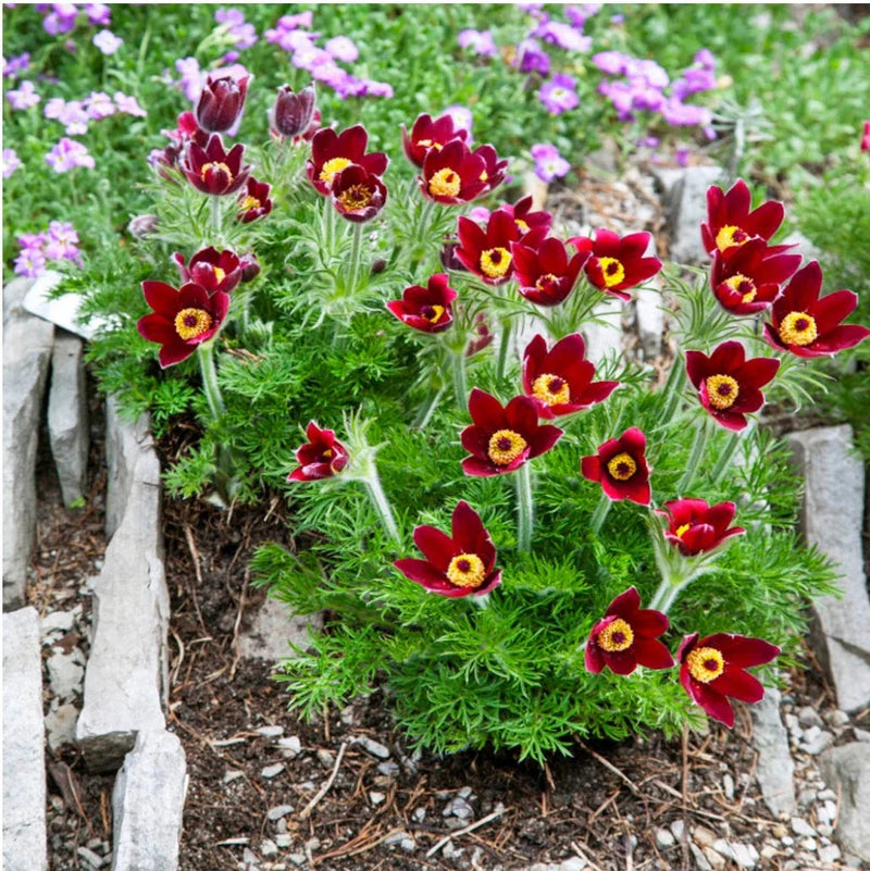 Rot (rot anemone) samen for anpflanzung in home garten