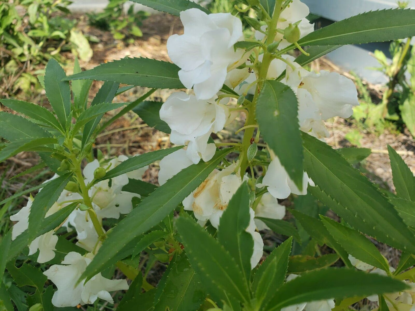 Weiß Balsamine Blumensamen zur Aussaat – Drought verträglich – Traditionssorte & ohne Gentechnik Samen Hausgarten