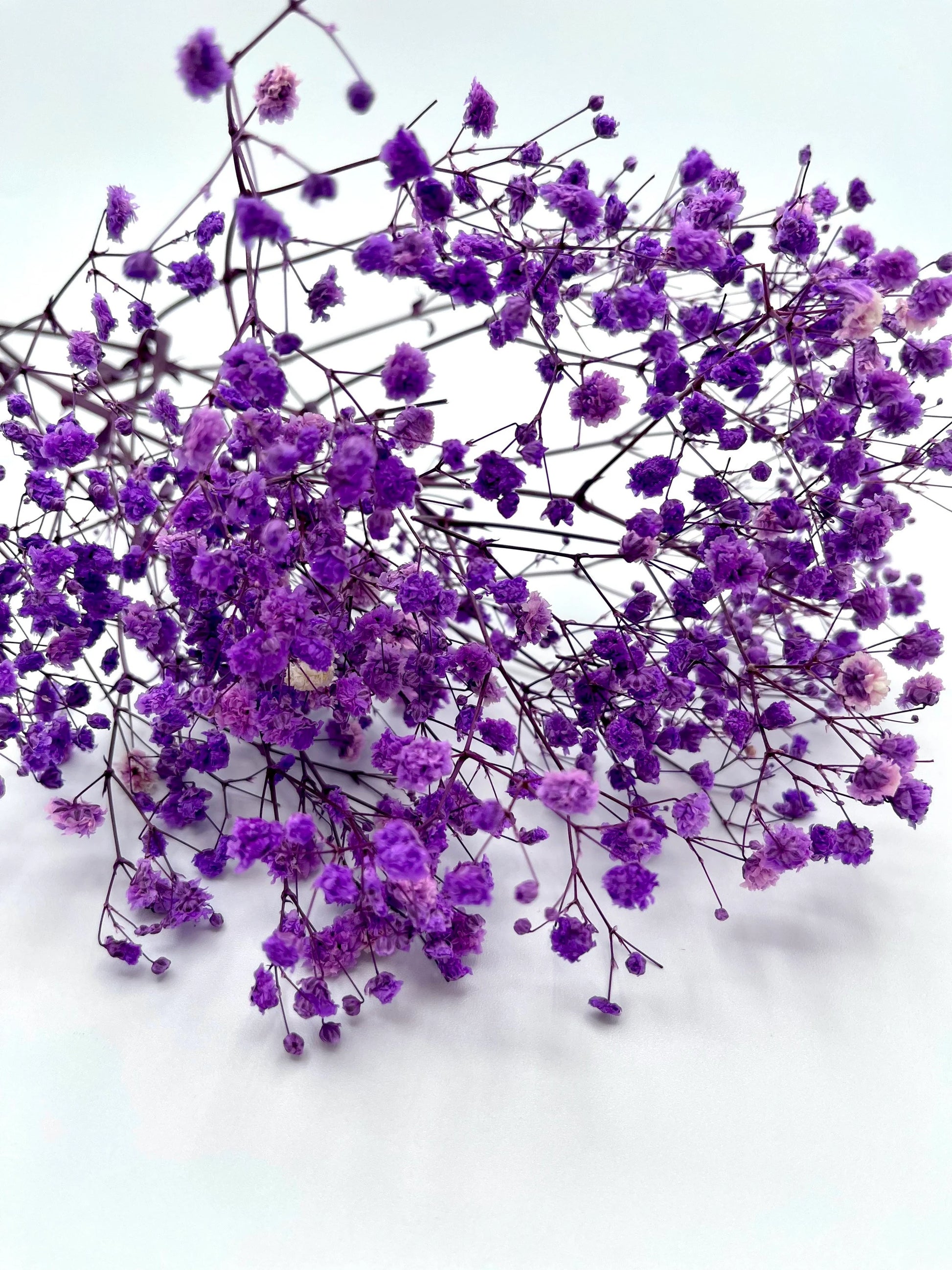 Gypsophila Flores Blumensamen zur Aussaat – lang Blüte Saison – Traditionssorte & ohne Gentechnik Samen Hausgarten