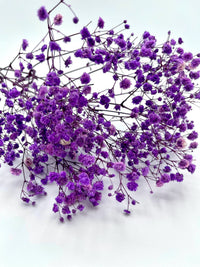 Gypsophila Flores Blumensamen zur Aussaat – lang Blüte Saison – Traditionssorte & ohne Gentechnik Samen Hausgarten