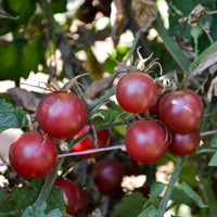 Mixed Blauberries Tomate Samen zum Pflanzen