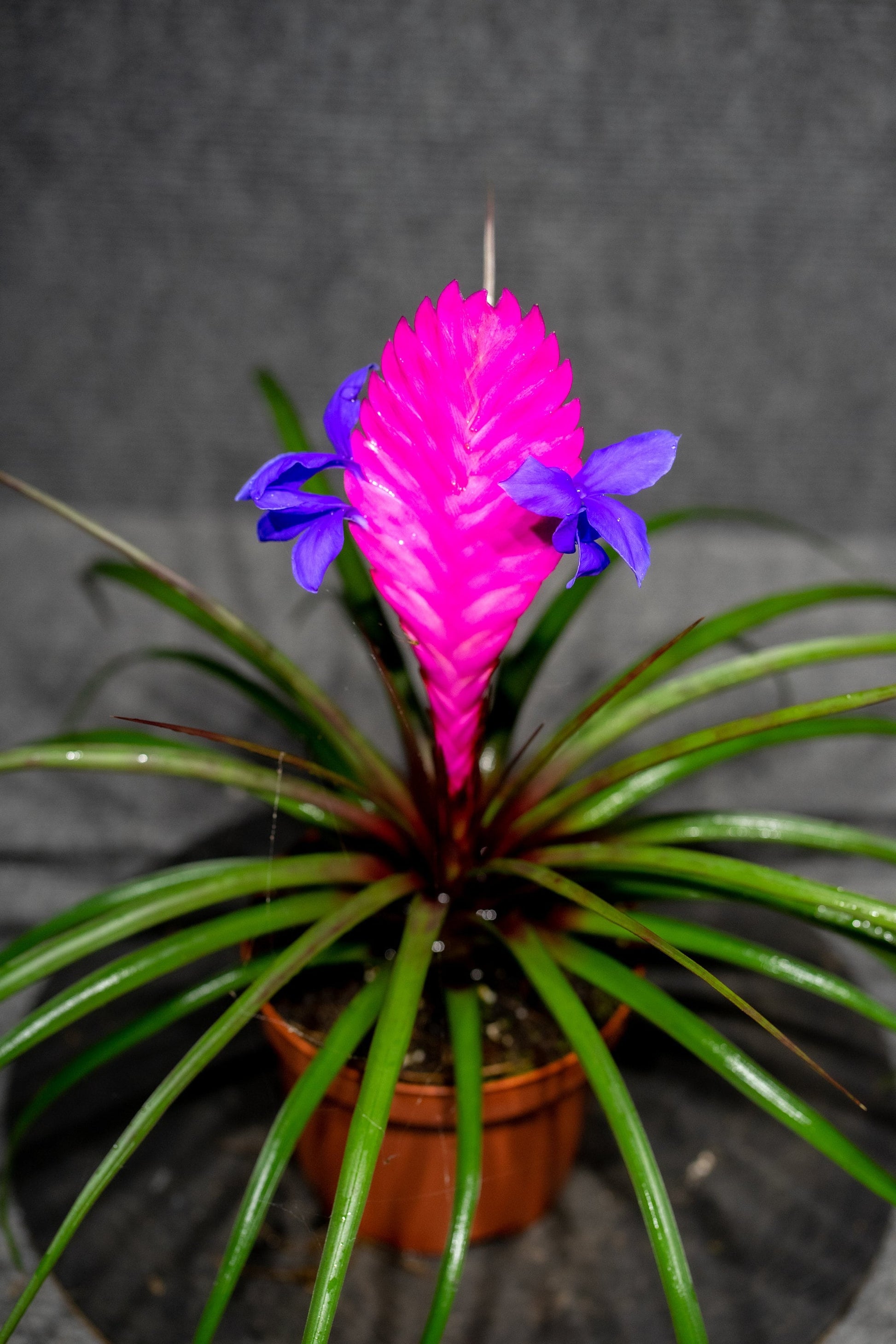 Tillandsia Cyanea Blumensamen zur Aussaat lang Blüte Saison Traditionssorte & ohne Gentechnik Samen Hausgarten