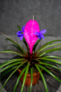 Tillandsia Cyanea Blumensamen zur Aussaat lang Blüte Saison Traditionssorte & ohne Gentechnik Samen Hausgarten