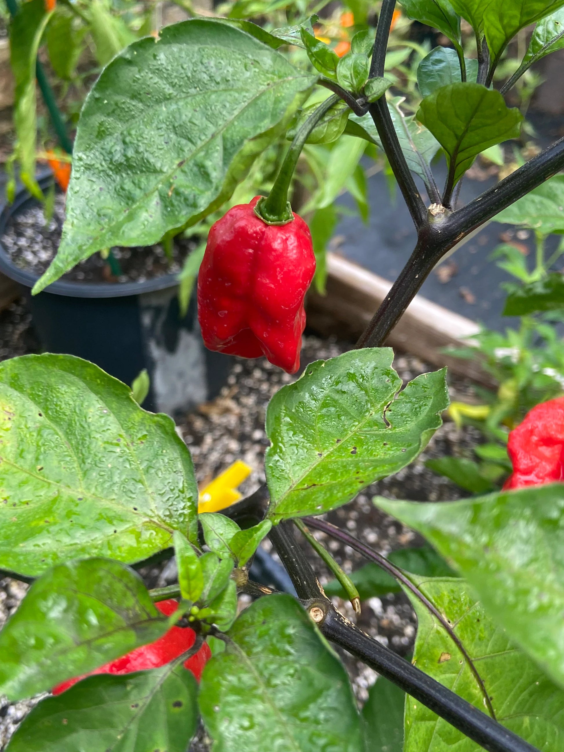 Carolina Reaper Pepper Samen