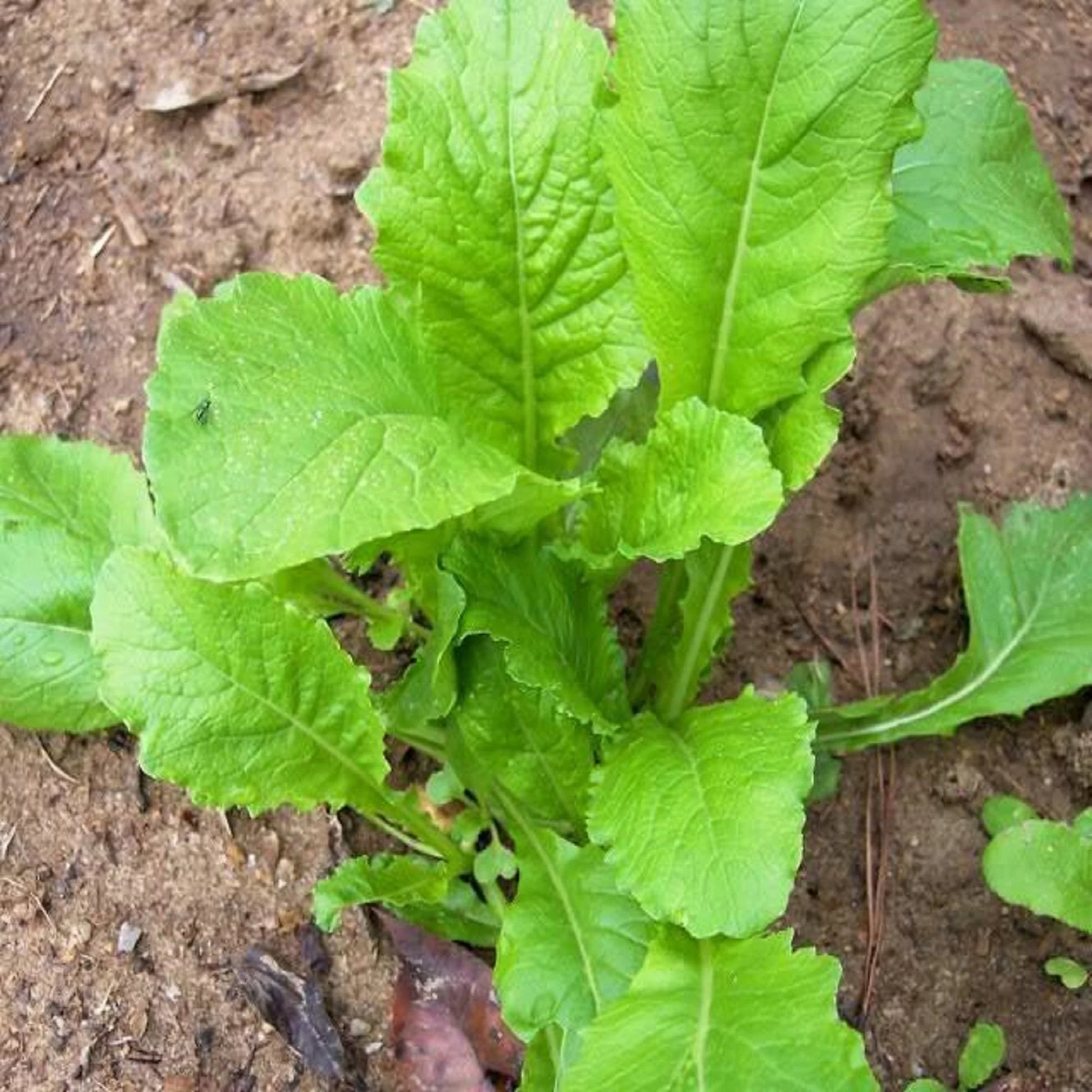 Green Turnip Samen zum Pflanzen