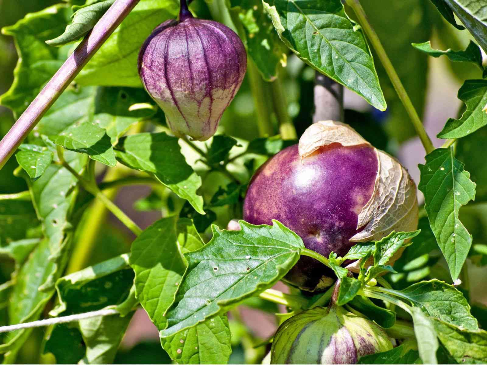 Lila Tomatillo Samen zum Pflanzen
