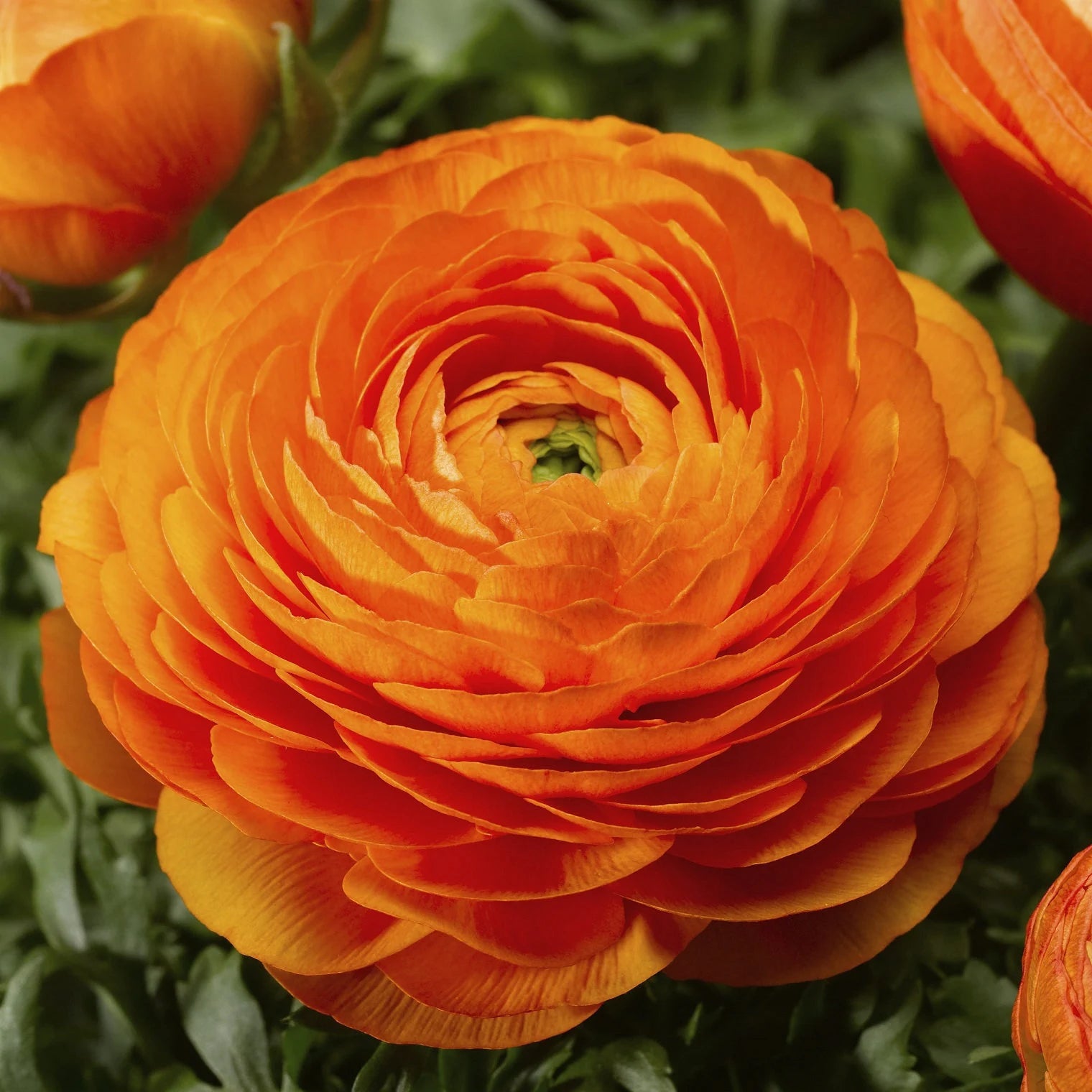 Gelb Rot Ranunculus Blumensamen zur Aussaat – ideal Rabatten – Traditionssorte & ohne Gentechnik Samen Hausgarten