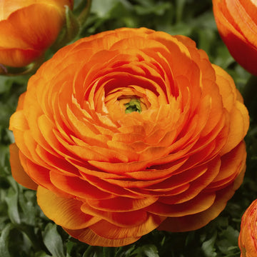 Gelb Rot Ranunculus Blumensamen zur Aussaat – ideal Rabatten – Traditionssorte & ohne Gentechnik Samen Hausgarten