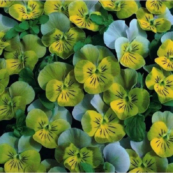 Miniola Aqua-Herz Bi- Veilchen mehrjährige Blumensamen farbenfroh Garten Blüten