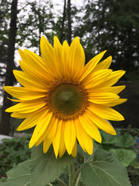 Gelb Sonnenblume Blumensamen zur Aussaat – duftend Blüten – Traditionssorte & ohne Gentechnik Samen Hausgarten