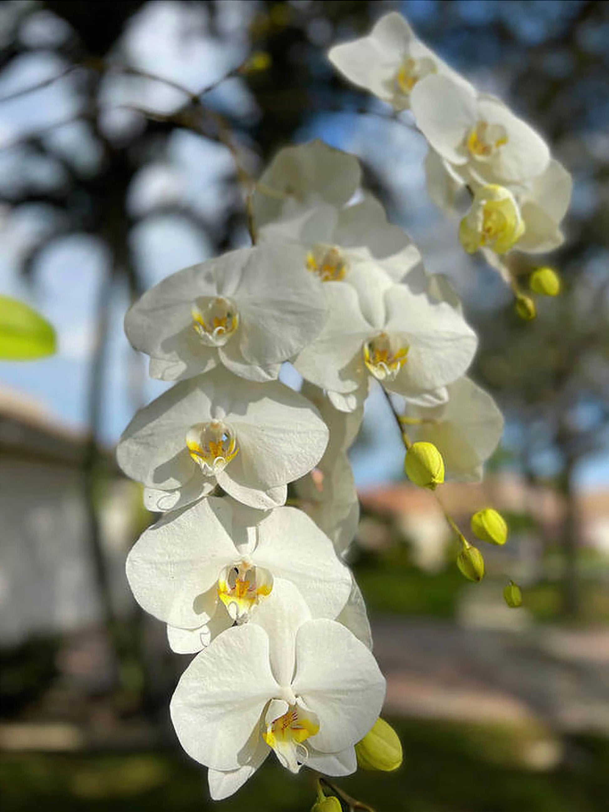 Schmetterlingsorchidee Gelb Weiß Blumensamen zur Aussaat – leuchtend Blüten – Traditionssorte & ohne Gentechnik Samen Hausgarten