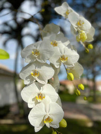 Schmetterlingsorchidee Gelb Weiß Blumensamen zur Aussaat – leuchtend Blüten – Traditionssorte & ohne Gentechnik Samen Hausgarten