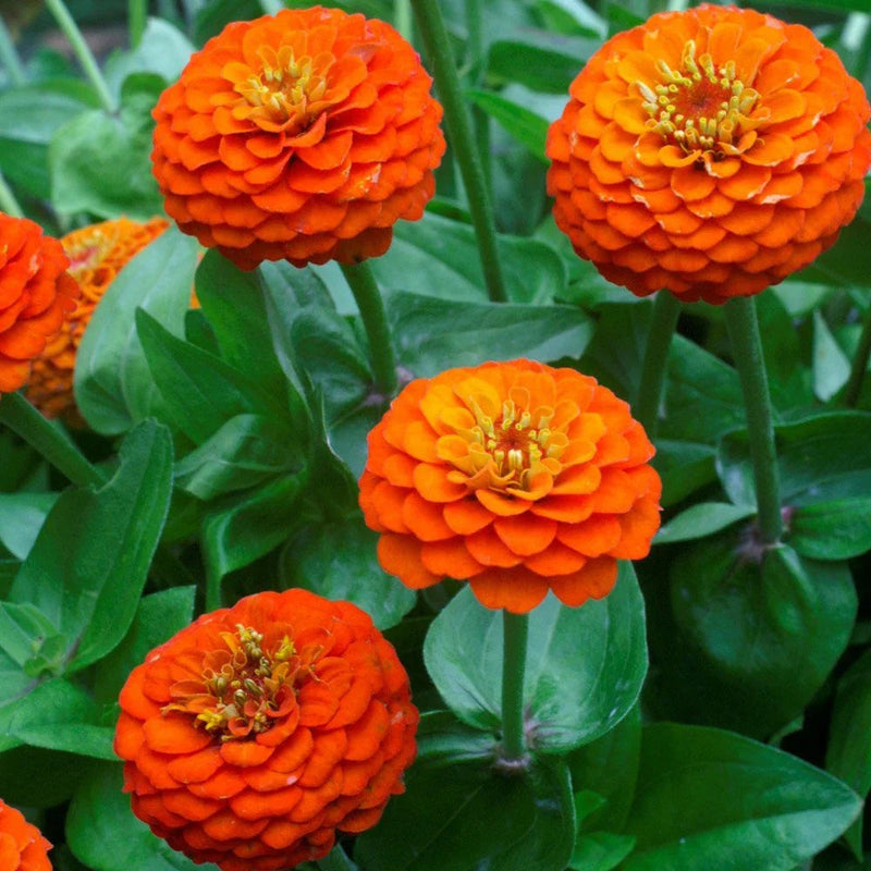 Light (light orange) samen for anpflanzung in home garten