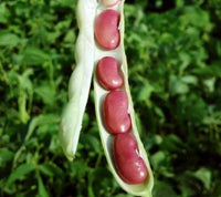 Rot Pole Kidney Bean Gemüsesamen für einfache Aussaat