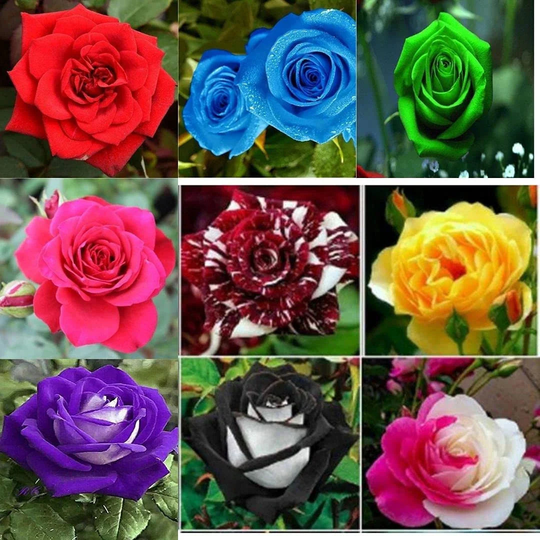Mixed rose blume samen for anpflanzung seasonal bloomer heirloom & gmo free samen for home garten 
 
 sale for anpflanzung in home garten