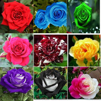 Mixed rose blume samen for anpflanzung seasonal bloomer heirloom & gmo free samen for home garten 
 
 sale for anpflanzung in home garten