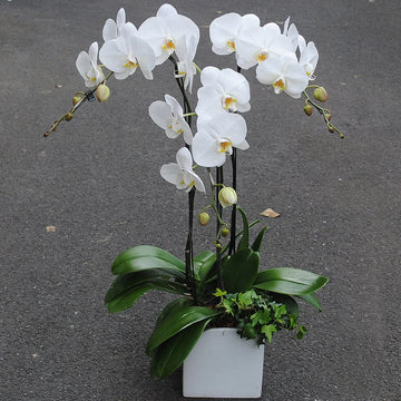 Weiß Schmetterlingsorchidee Orchids Samen zur Aussaat Landhaus Garten wichtig Traditionssorte & ohne Gentechnik Samen Hausgarten