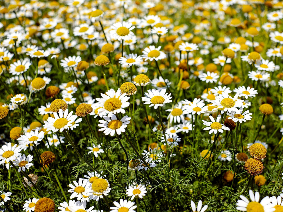 Chamaemelum blume samen for anpflanzung - pollinator friendly, heirloom & gmo free samen for home garten
 
 sale samen for anpflanzung in home garten