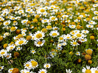 Chamaemelum blume samen for anpflanzung - pollinator friendly, heirloom & gmo free samen for home garten
 
 sale samen for anpflanzung in home garten
